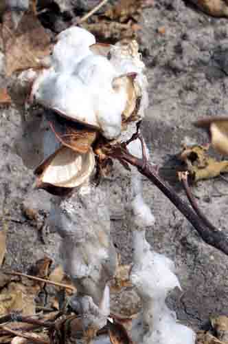 Detalle de la flor del algodón.