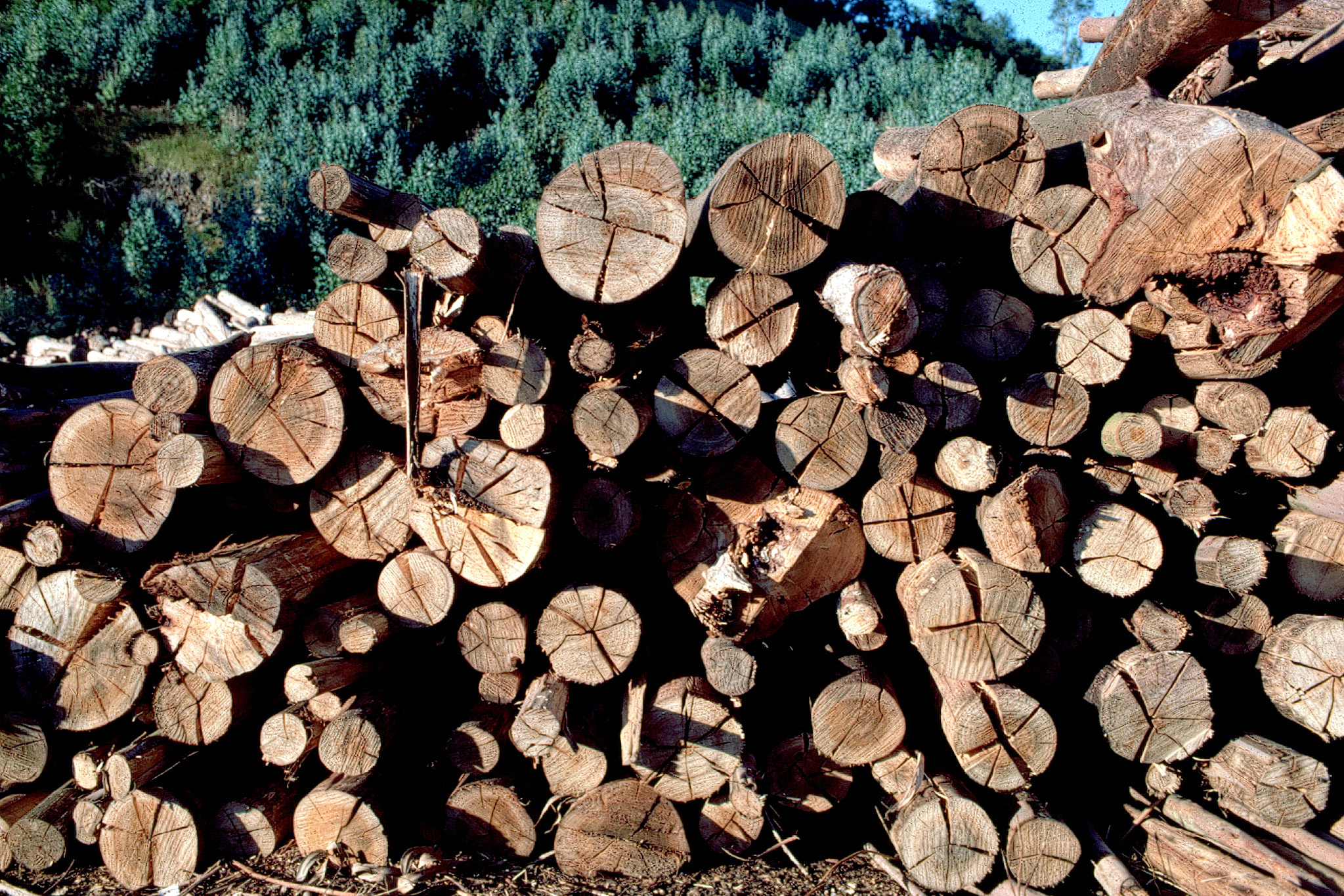 Madera talada preparada para ser tratada. Madera talada preparada para ser tratada.